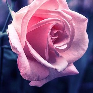 Meet your Posher, Hailey